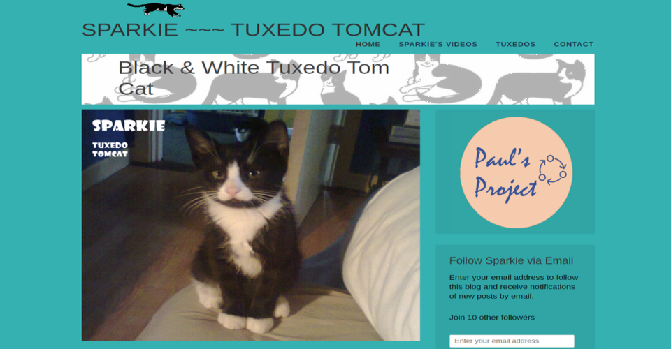 Sparkie - Tuxedo Tomcat – Black & White Tuxedo Tom Cat